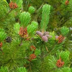 Scots Pine Bare Root Hedge (1ft - 2ft)