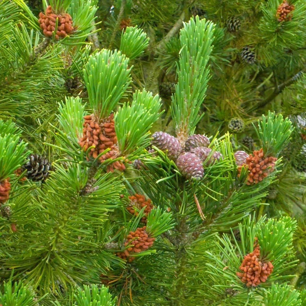 Scots Pine Bare Root Hedge (1ft - 2ft) 1 Scots Pine Bare Root Hedge (1ft - 2ft)