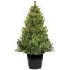 Scots Pine Pot Grown Christmas Trees