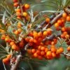 Sea Buckthorn Bare Root Hedge (1ft - 3ft)