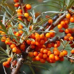 Sea Buckthorn Bare Root Hedge (1ft - 3ft)