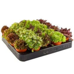 Sempervivum Mix - 10 Pack
