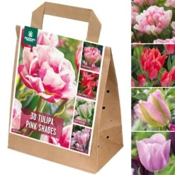 Shades Of Colour Bulb Mix - Tulip Pink Shades (Pack Of 30)