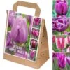Shades Of Colour Bulb Mix - Tulip Violet Shades (Pack Of 30)