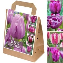 Shades Of Colour Bulb Mix - Tulip Violet Shades (Pack Of 30)