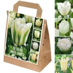 Shades Of Colour Bulb Mix - Tulip White Shades (Pack Of 30)