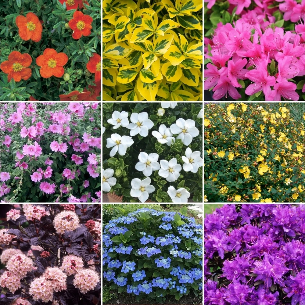 Shrub Mix (5 Plants) 1 Shrub Mix (5 Plants)