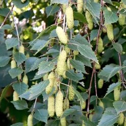 Silver Birch Bare Root Hedge (1ft - 5ft)