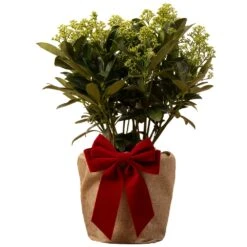 Skimmia Finchy Plant In Festive Christmas Wrapping