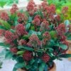 Skimmia Japonica Rubella