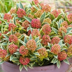 Skimmia Magic Marlot