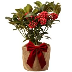 Skimmia Redruth Plant In Festive Christmas Wrapping