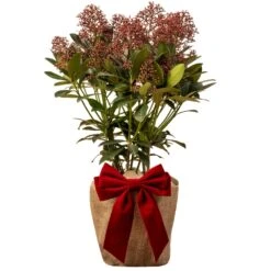 Skimmia Rubella Plant In Festive Christmas Wrapping