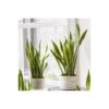 Snake Plant - Sansevieria Laurentii