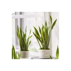 Snake Plant - Sansevieria Laurentii
