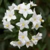 Solanum Jasminoides Album Jasmine Nightshade Semi (9cm)