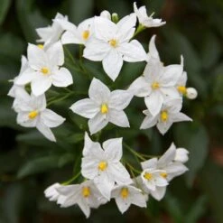 Solanum Jasminoides Album Jasmine Nightshade Semi (9cm)