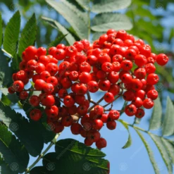 Sorbus Aucuparia Asplenifolia Tree