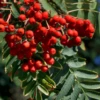 Sorbus Chinese Lace Tree