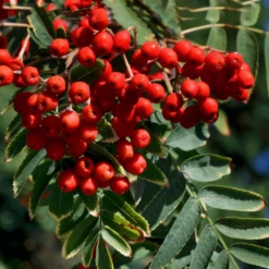 Sorbus Chinese Lace Tree