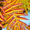 Sorbus Commixta Olympic Flame Tree
