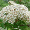 Sorbus Copper Kettle Tree