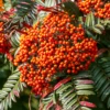 Sorbus Scalaris Tree