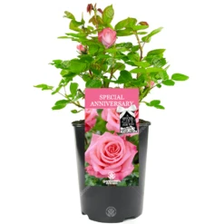 Special Anniversary Rose - Wedding Anniversary Gift