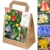 Spring Bulbs Collection - Wild Flowers