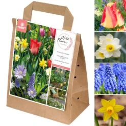 Spring Bulbs Collection - Wild Flowers