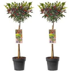 Standard Ilex Lollipop Holly Tree With Red Berries