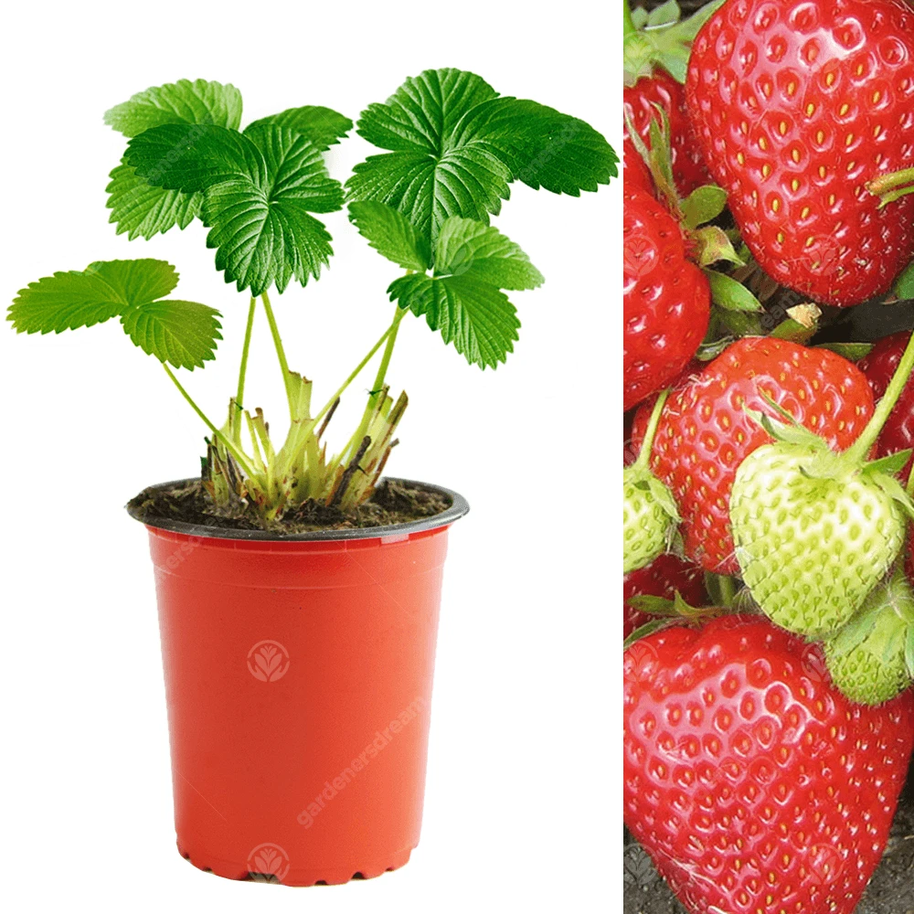 Strawberry Cambridge Favourite (9cm, 5-25 Plants) 1 Strawberry Cambridge Favourite (9cm, 5-25 Plants)