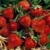 Strawberry Korona (9cm, 5-10 Plants)