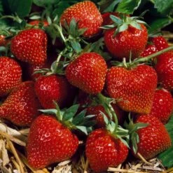 Strawberry Korona (9cm, 5-10 Plants)