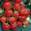 Strawberry Marshmello (9cm, 5-10 Plants)