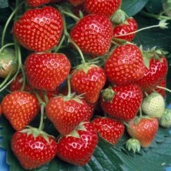 Strawberry Marshmello (9cm, 5-10 Plants)