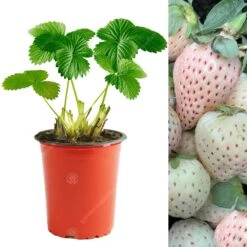 Strawberry Snow White (9cm, 5-10 Plants)