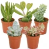 Succulent Mix (5 Plants)