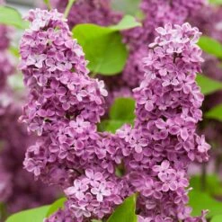 Syringa Andenken An Ludwig Spath