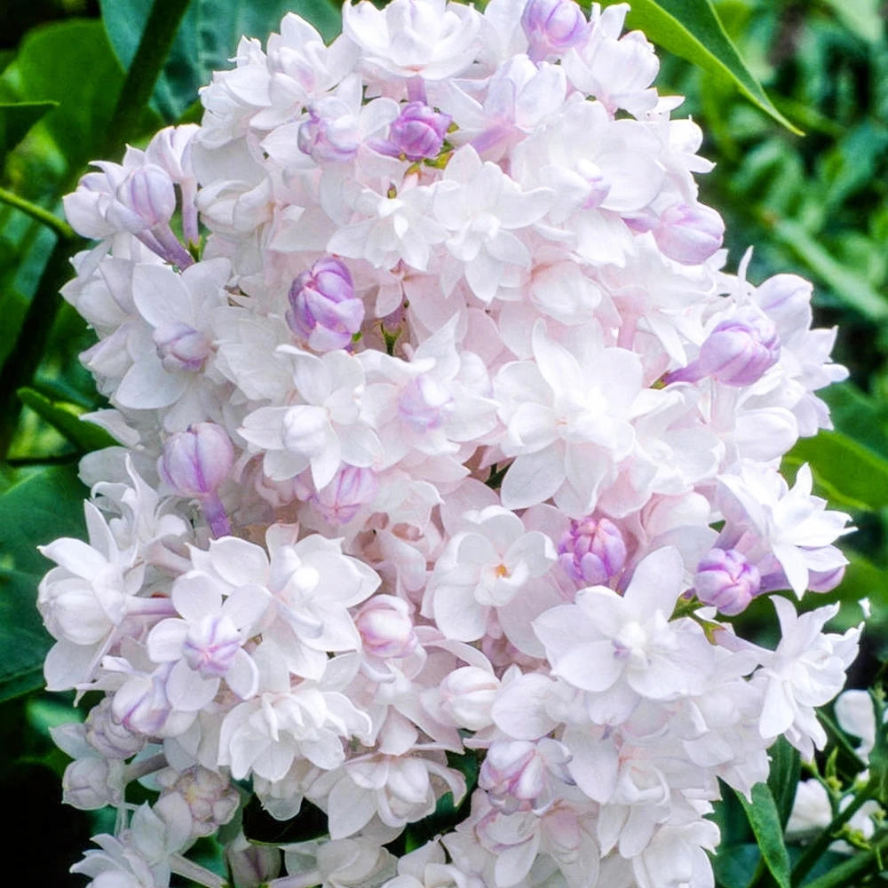 Syringa Beauty Of Moscow Tree (10L, 5-6ft) 1 Syringa Beauty Of Moscow Tree (10L, 5-6ft)