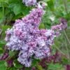 Syringa Katherine Havemeyer Tree (10L, 5-6ft)
