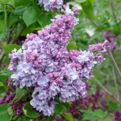 Syringa Katherine Havemeyer Tree (10L, 5-6ft)
