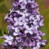 Syringa Michel Buchner Tree (10L, 5-6ft)