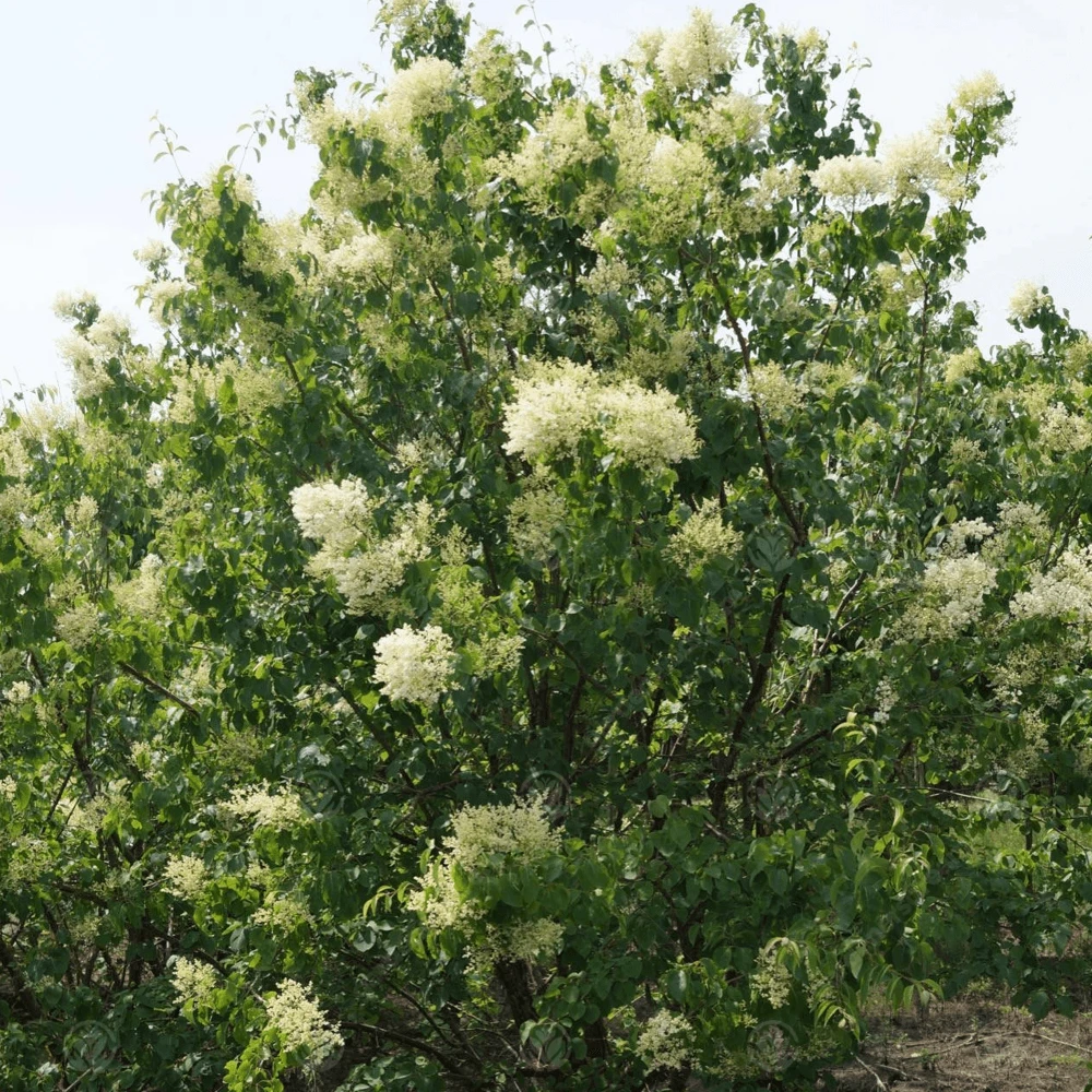 Syringa Pekinensis China Snow Tree 1 Syringa Pekinensis China Snow Tree