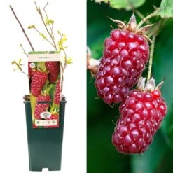 Tayberry - Rubus Fruticosus X Ideaus