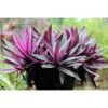 Tradescantia Sitara Purple Inch