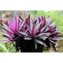 Tradescantia Sitara Purple Inch