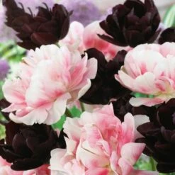 Tulip Double Black And Pink (Pack Of 12)