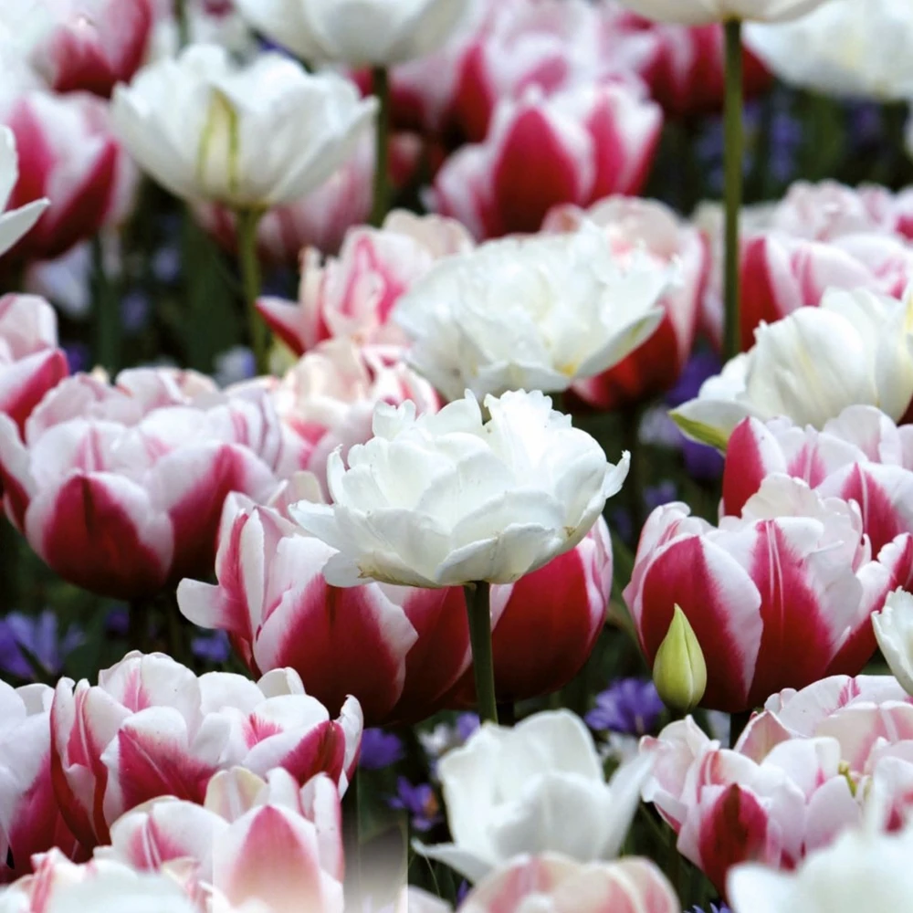 Tulip Double Red And White (Pack Of 15) 1 Tulip Double Red And White (Pack Of 15)
