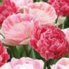 Tulip Double Sweet Pink Mix (Pack Of 12)